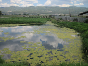 Meio ambiente - Lago com eutrofização